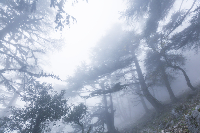 自然・霧の森Fog in the forest