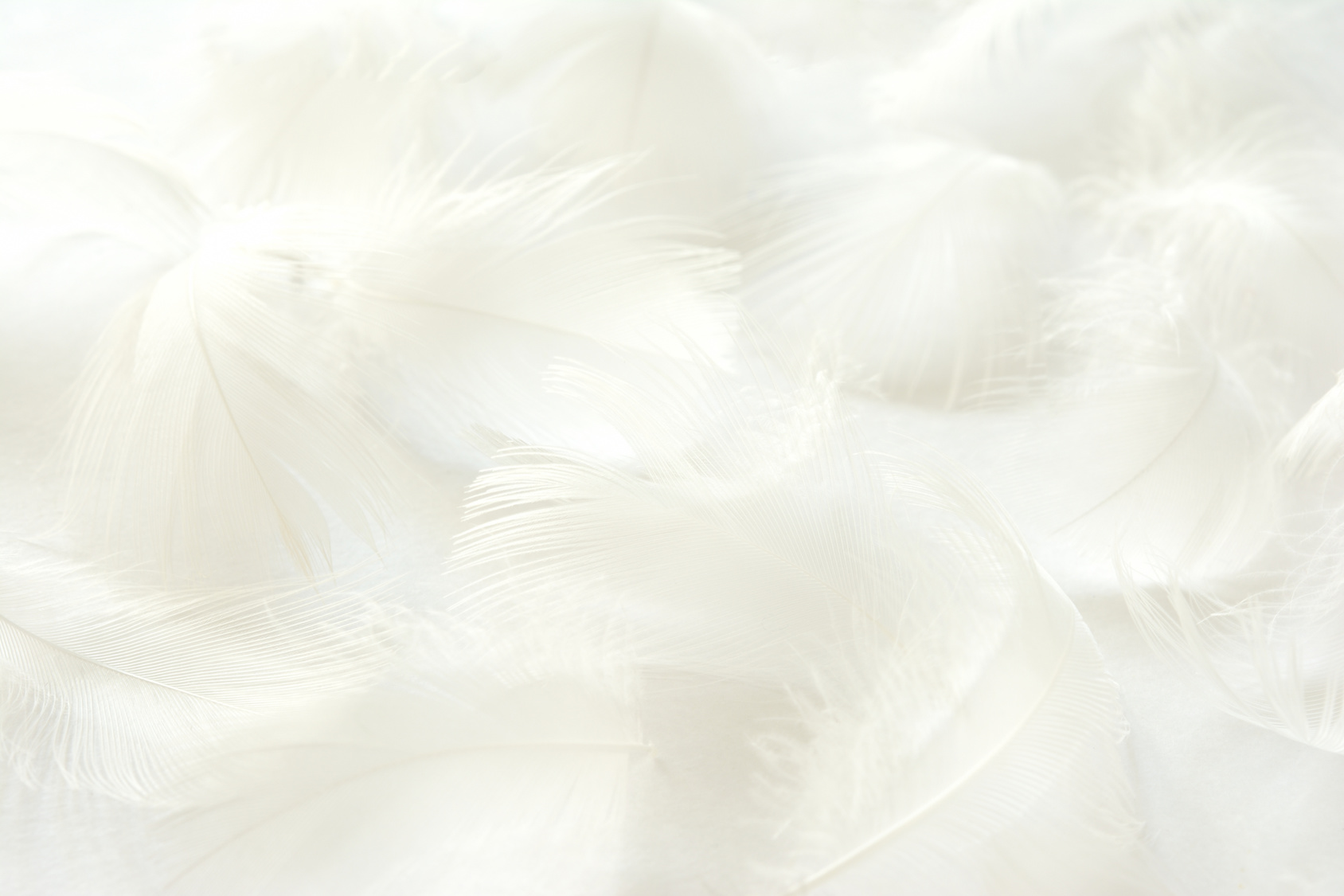 白色の羽根