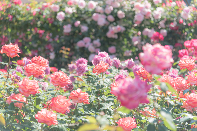 風に吹かれる多弁花