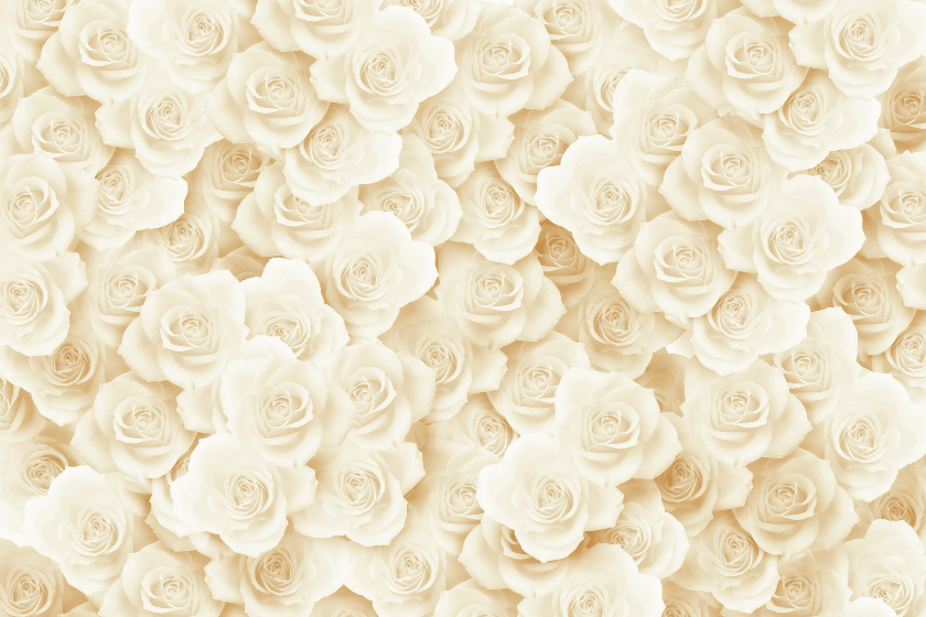 ベスト待ち受け 白い 画像 美しい花の画像