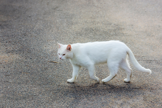 横切る白猫