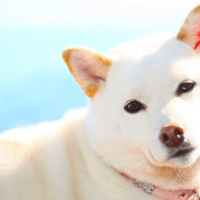 白犬white-dog-names-long-1024x555-min