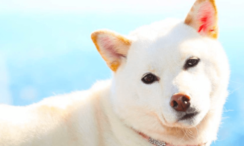 白犬white-dog-names-long-1024x555-min